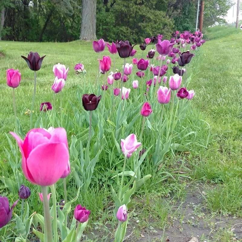 Blue Moon Triumph Tulip Mix 7 Blue Moon Triumph Tulip Mix - Image 5