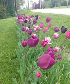 Blue Moon Triumph Tulip Mix 12 Blue Moon Triumph Tulip Mix -Outdoor Garden Care Shop tulip blue moon mix cropped hm 6