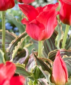 Outdoor Garden Care Shop -Outdoor Garden Care Shop tulip red riding hood 1 cropped