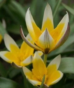 Tarda Wildflower Tulip -Outdoor Garden Care Shop tulip tarda 96497 2 web