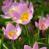 Magic Carpet Bulb Collection 2 Magic Carpet Bulb Collection -Outdoor Garden Care Shop tulipa lilac wonder flowers 1