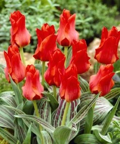 Outdoor Garden Care Shop 50 Red Riding Hood Rock Garden Tulip