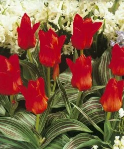 Red Riding Hood Rock Garden Tulip -Outdoor Garden Care Shop tulipa red riding hood tulips with white hyacinth
