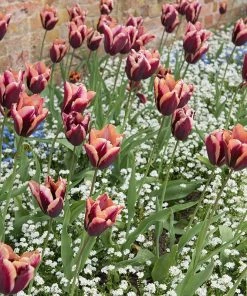 Slawa Triumph Tulip