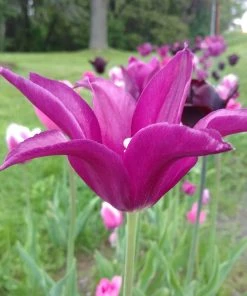 Blue Moon Triumph Tulip Mix 15 Blue Moon Triumph Tulip Mix -Outdoor Garden Care Shop tulipa blue moon mix hm 3