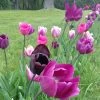 Blue Moon Triumph Tulip Mix -Outdoor Garden Care Shop tulipa blue moon mix hm 5