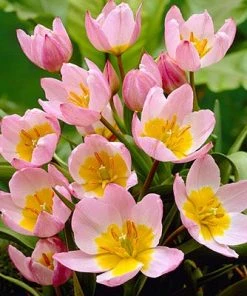 Lilac Wonder Wildflower Tulip