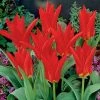 Red Emperor Tulip -Outdoor Garden Care Shop tulipredemperor 3