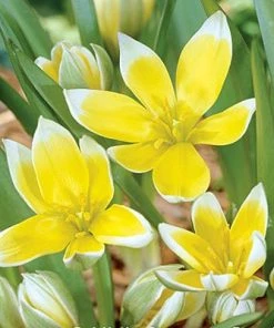 Tarda Wildflower Tulip