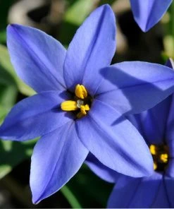 Jessie Spring Starflower