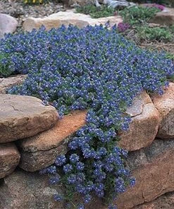 Tread On Me Evergreen Groundcover Collection 9 Tread On Me Evergreen Groundcover Collection -Outdoor Garden Care Shop veeronica pectinata groundcovers 2