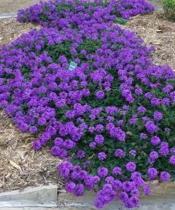 Valley Lavender® Plains Verbena 8 Valley Lavender® Plains Verbena -Outdoor Garden Care Shop verbena bipinnitifida valley lavender 3
