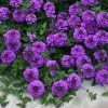 Valley Lavender® Plains Verbena 1 Valley Lavender® Plains Verbena -Outdoor Garden Care Shop verbena bipinnitifida valley lavender close up 2