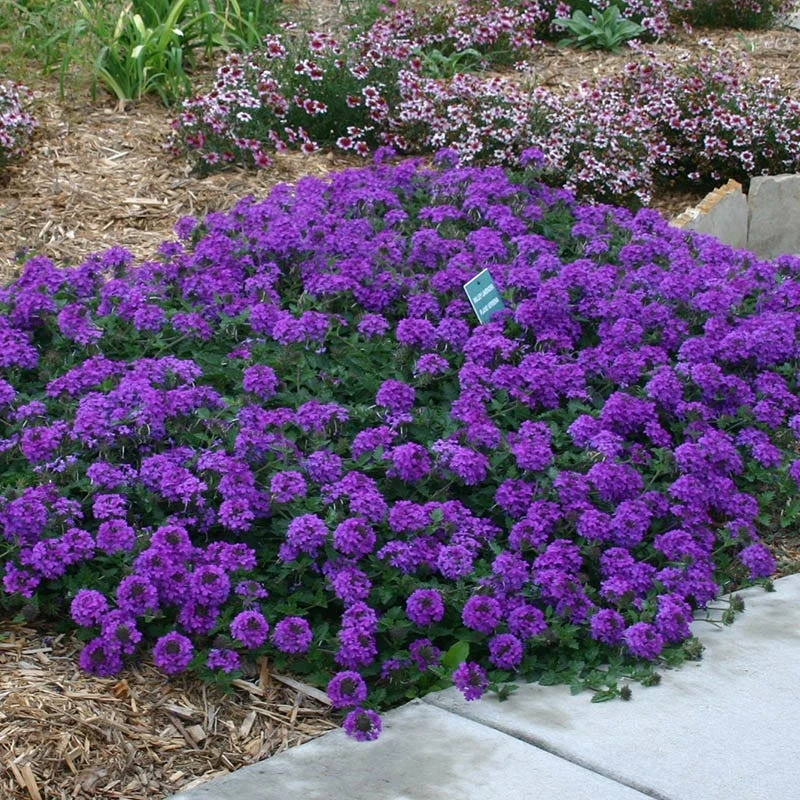 Valley Lavender® Plains Verbena 4 Valley Lavender® Plains Verbena - Image 2
