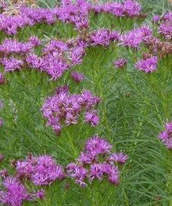 Iron Butterfly Ironweed (Vernonia)