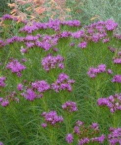 Iron Butterfly Ironweed (Vernonia) 7 Iron Butterfly Ironweed (Vernonia) -Outdoor Garden Care Shop vernonia lettermanii iron butterfly agastache aurantiaca shades of orange