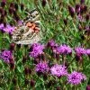 Summer's Swan Song Ironweed (Vernonia) 2 Summer's Swan Song Ironweed (Vernonia) -Outdoor Garden Care Shop vernonia summer swan song american painted lady jim ault