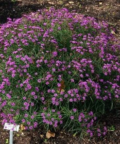 Summer's Swan Song Ironweed (Vernonia) -Outdoor Garden Care Shop vernonia summer swan song chicago botanic garden jim ault