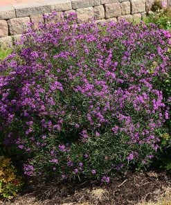 Summer's Swan Song Ironweed (Vernonia) -Outdoor Garden Care Shop vernonia summer swan song garden jim ault
