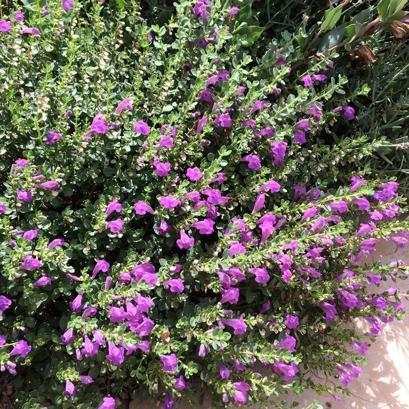 Dark Violet Skullcap (Scutellaria) 4 Dark Violet Skullcap (Scutellaria) - Image 2
