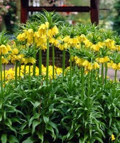 Yellow Crown Imperial 13 Yellow Crown Imperial -Outdoor Garden Care Shop visi02917 fritillaria lutea cropped