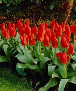 Red Emperor Tulip 13 Red Emperor Tulip -Outdoor Garden Care Shop visi04220 red emperor tulip cropped
