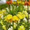 Yellow Crown Imperial 2 Yellow Crown Imperial -Outdoor Garden Care Shop visi125414 fritillaria lutea cropped