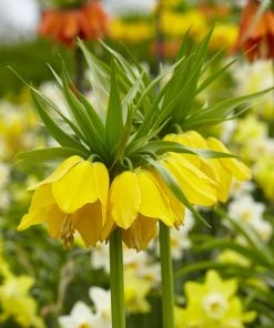 Yellow Crown Imperial