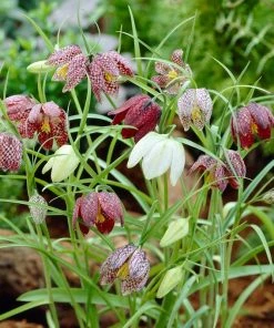 Snake's Head Fritillary 7 Snake's Head Fritillary -Outdoor Garden Care Shop visi26883 fritillaria meleagris0cropped