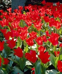Red Emperor Tulip 11 Red Emperor Tulip -Outdoor Garden Care Shop visi28048 red emperor tulip cropped