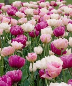 Double Late Tulip Mix -Outdoor Garden Care Shop visi34695 double late tulip mix cropped