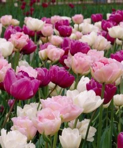 Double Late Tulip Mix -Outdoor Garden Care Shop visi34696 double late tulip mix cropped