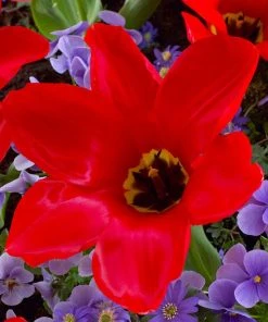 Red Emperor Tulip 10 Red Emperor Tulip -Outdoor Garden Care Shop visi45237 red emperor tulip cropped