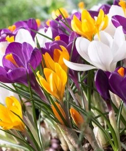 Dutch Crocus Mix 7 Dutch Crocus Mix -Outdoor Garden Care Shop visi50589 dutch crocus mix cropped
