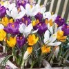 Dutch Crocus Mix 2 Dutch Crocus Mix -Outdoor Garden Care Shop visi50590 dutch crocus mix cropped