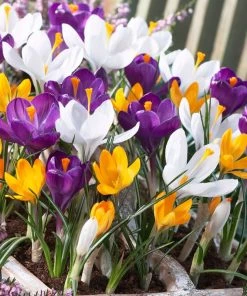 Dutch Crocus Mix