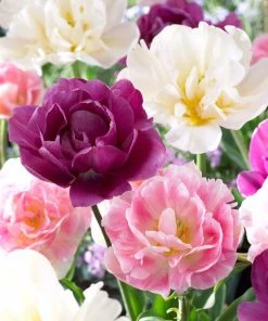 Double Late Tulip Mix