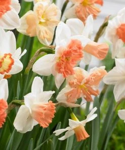 Outdoor Garden Care Shop -Outdoor Garden Care Shop visi87437 60days of daffodils cropped