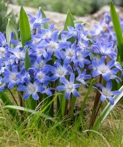 Blue Giant Glory Of The Snow