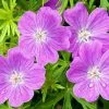 Vision® Violet Geranium 1 Vision® Violet Geranium -Outdoor Garden Care Shop vision violet geranium close up