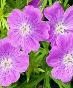 Vision® Violet Geranium