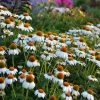 PowWow® White Echinacea -Outdoor Garden Care Shop walers gardens echinacea powwow white