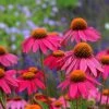 PowWow® Wild Berry Echinacea -Outdoor Garden Care Shop walters gardens echinacea powwow wild berry 1