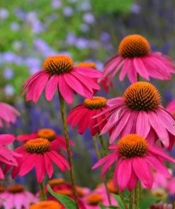 PowWow® Wild Berry Echinacea