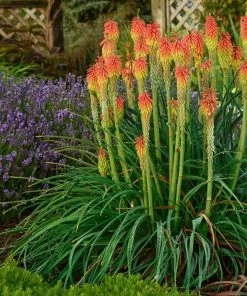 Hummingbird Attracting Collection For The West -Outdoor Garden Care Shop walters gardens kniphofia fire dance lavender munstead garden flowers