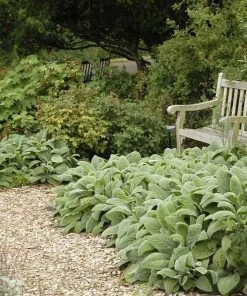 Helen Von Stein Lamb's Ear -Outdoor Garden Care Shop walters gardens stachys helen von stein