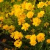 Sunray Coreopsis -Outdoor Garden Care Shop walters gardens sunray coreopsis