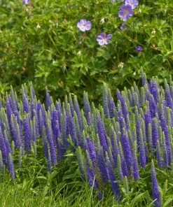 Butterfly Paradise Pre-Planned Cottage Garden 14 Butterfly Paradise Pre-Planned Cottage Garden -Outdoor Garden Care Shop walters gardens veronica royal candles blue blooms