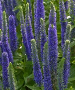 Royal Candles Veronica