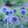 Blue Glow Echinops